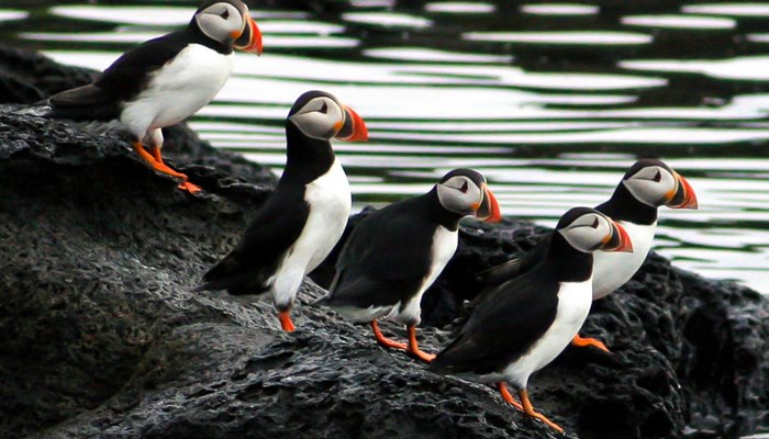 group of Puffins standing on rocks