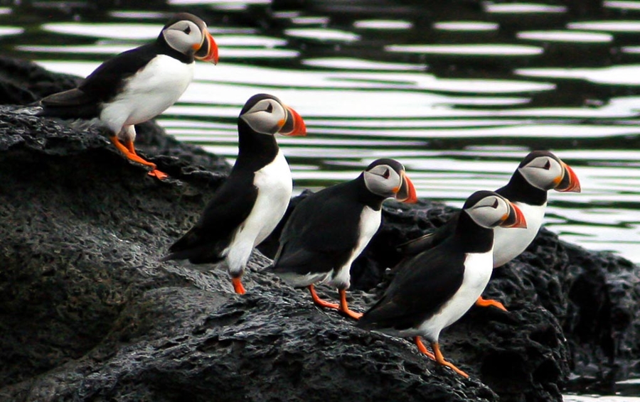 Puffins standing on rocks