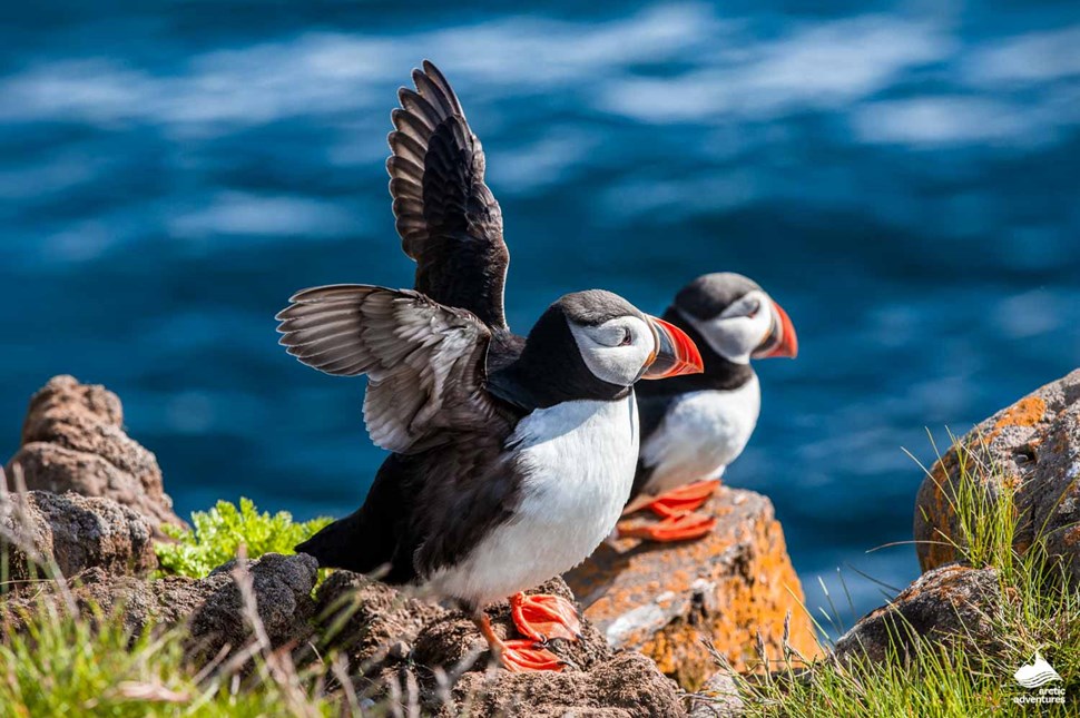 reykjavik puffin tour