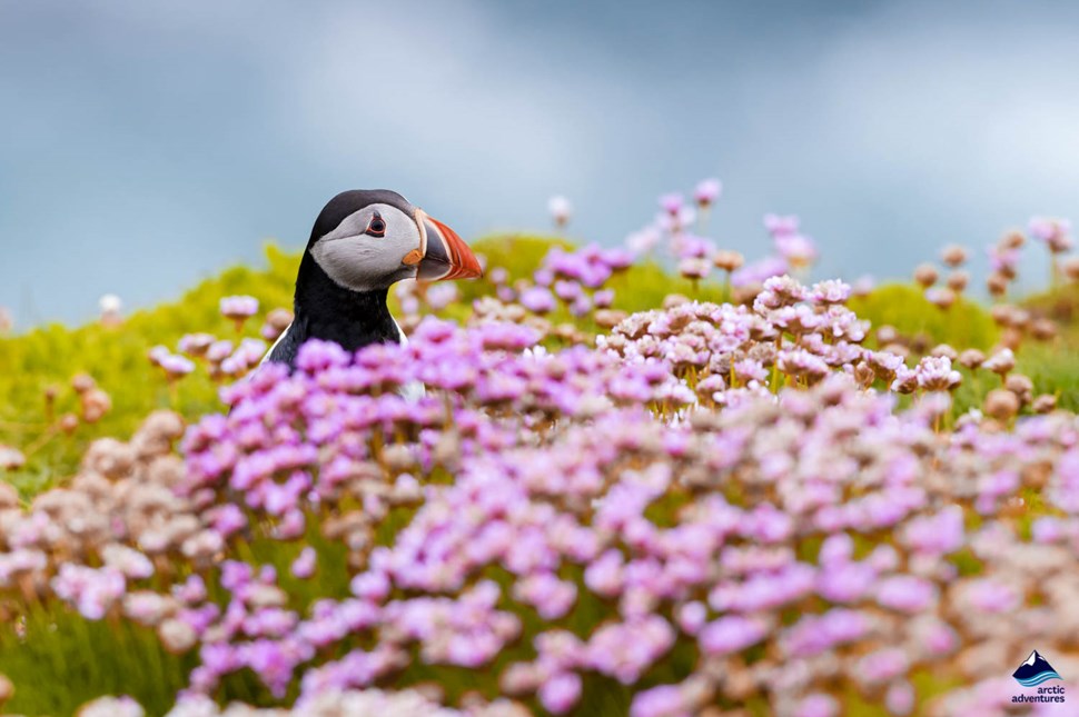 reykjavik puffin tour