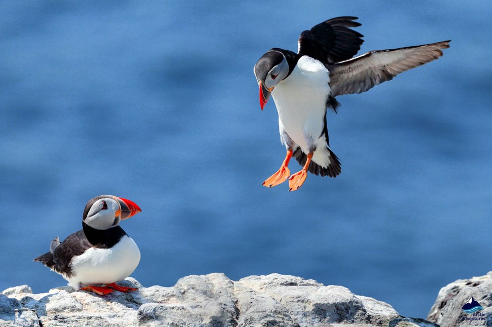 reykjavik puffin tour