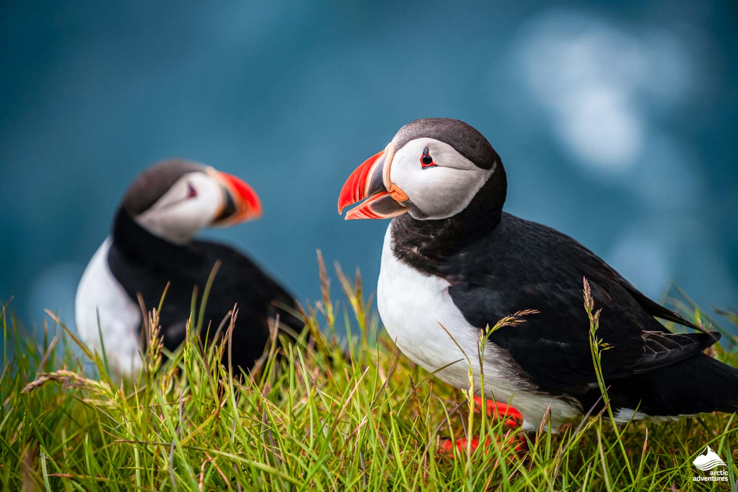 Puffin Tours Day Tours Iceland Arctic Adventures   Two Puffins On A Cliff Iceland Sea 