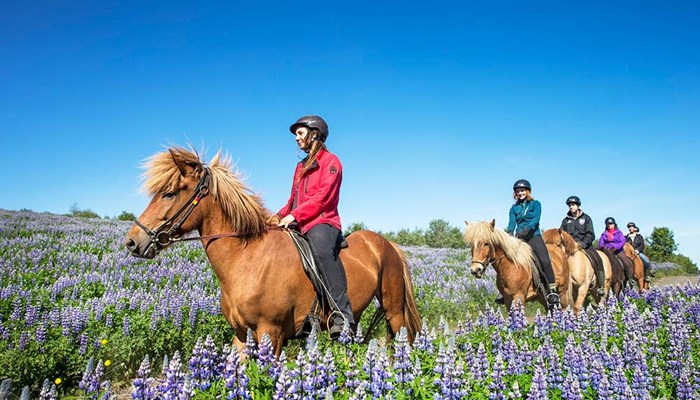 group riding horses in flower field