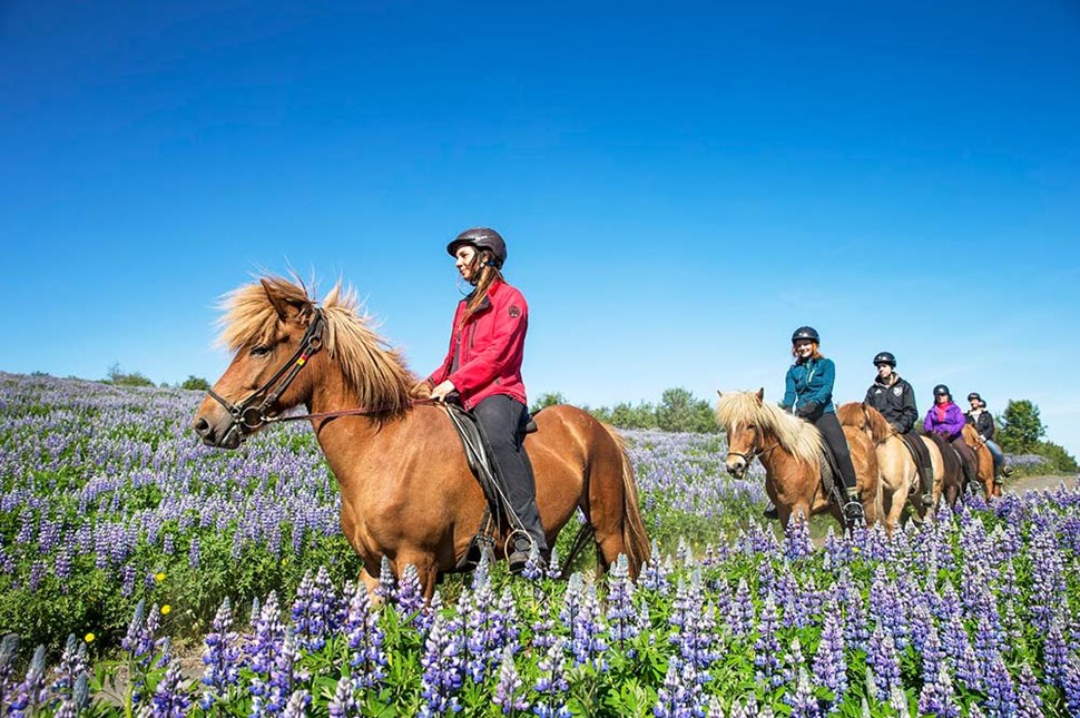 group riding horses in flower field