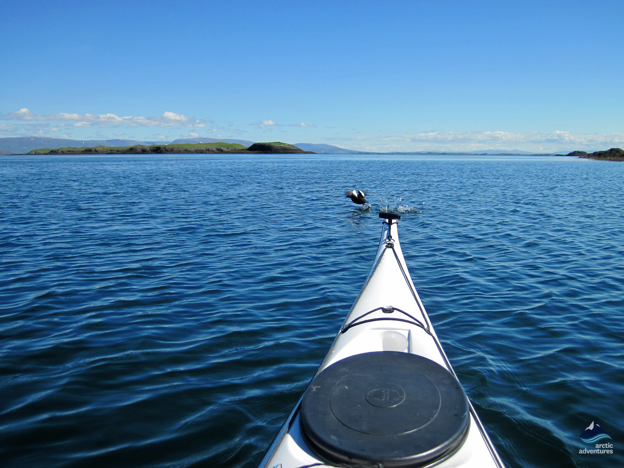 Icelandic wildlife watching from kayak