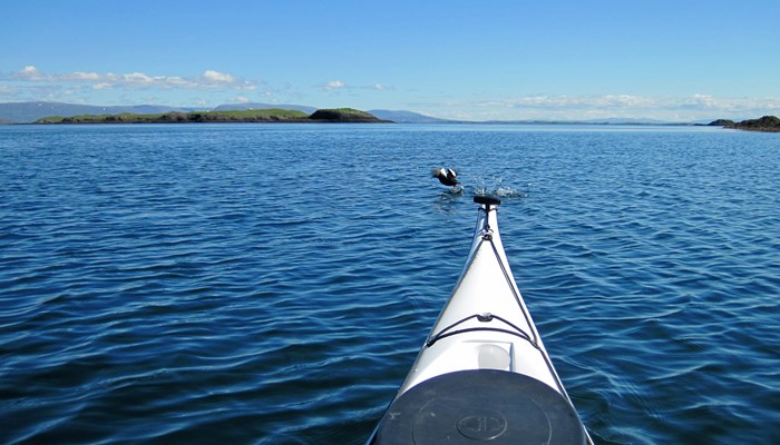 Icelandic wildlife watching from kayak