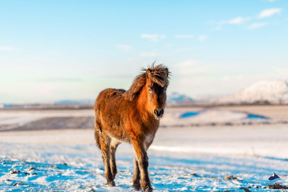 Icelandic Horse in Winter