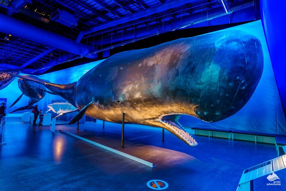 Whales Of Iceland Museum Tour In Reykjavik Arctic Adventures whales-of-iceland-museum-tour-in-reykjavik-arctic-adventures