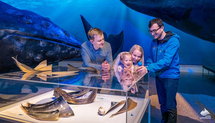 Family looking at display case in Whales of Iceland museum