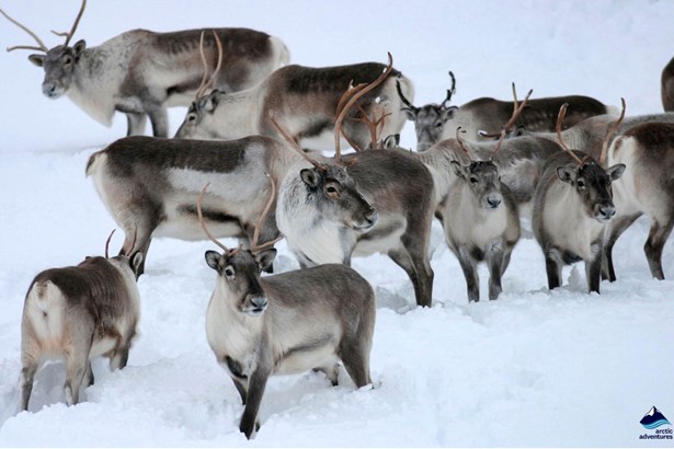 squad of reindeers in Iceland