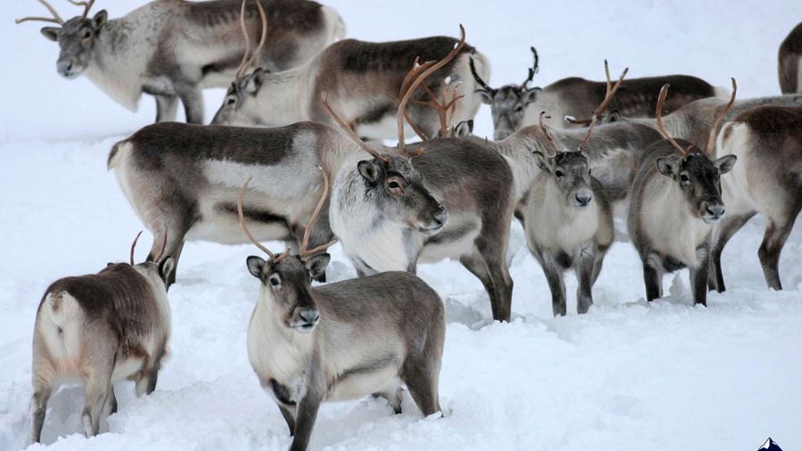 group of Icelandic reindeers