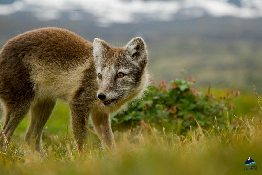 wild arctic fox