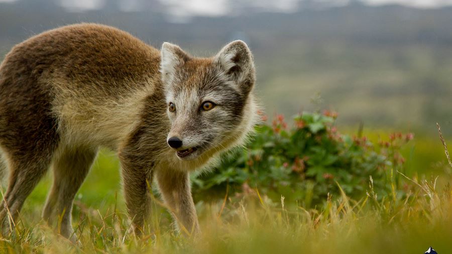 wild arctic fox