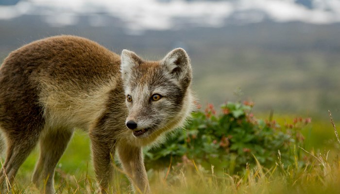 brown wild arctic fox