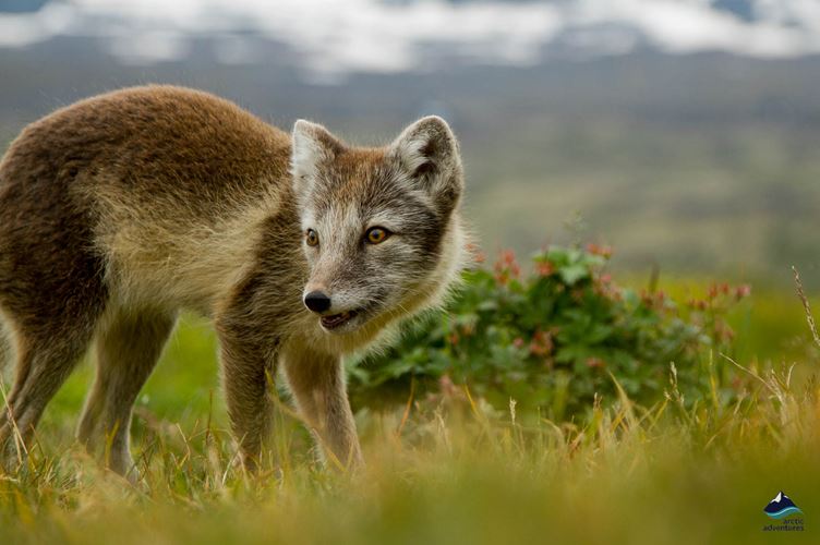 wild arctic fox brown wild arctic fox