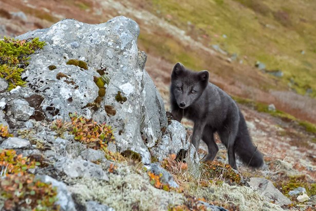 black arctic fox in Iceland