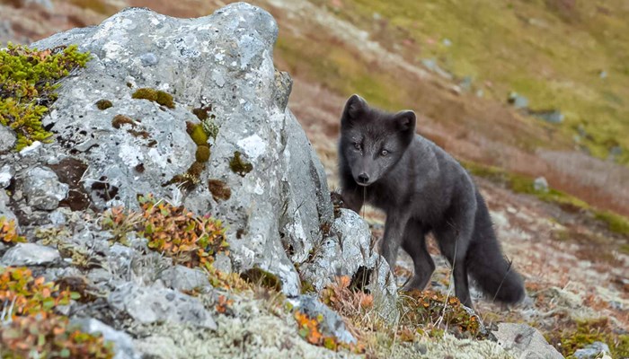 black arctic fox in Iceland