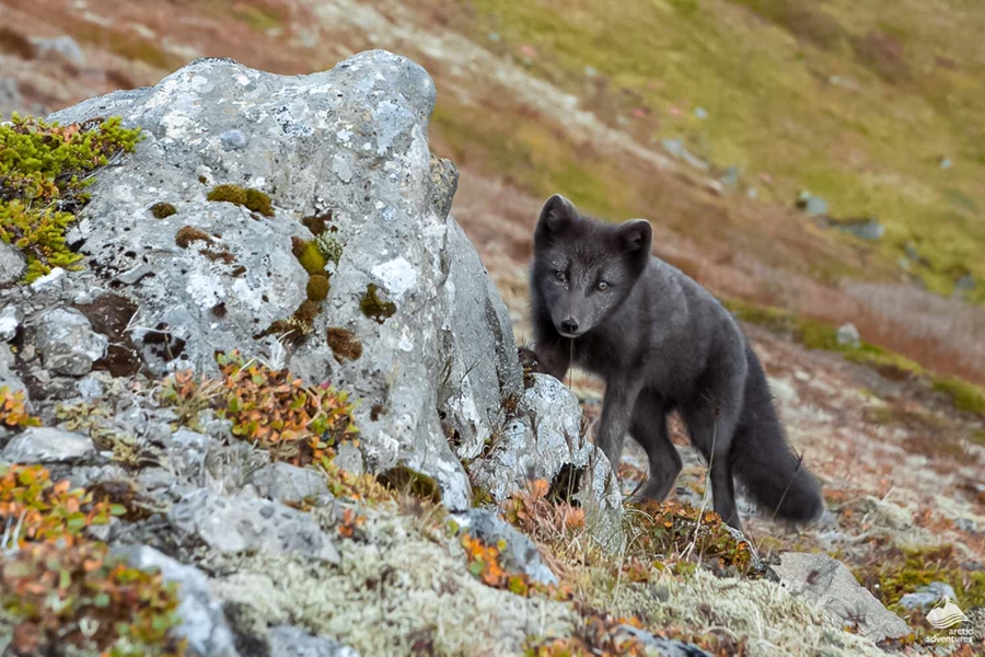 black arctic fox