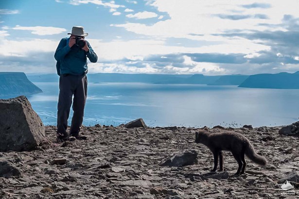 man taking pictures of arctic fox