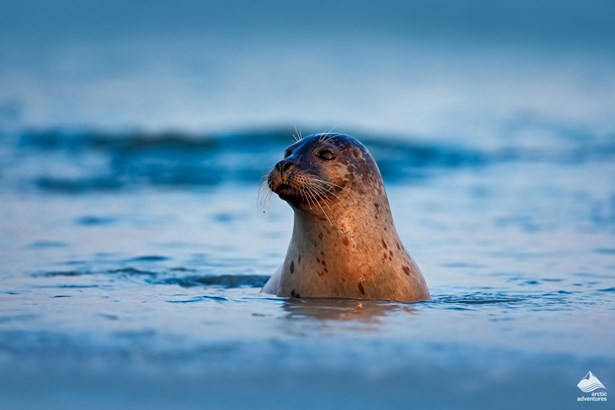 seal in the Atlantic ocean