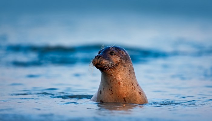 seal in the Atlantic ocean