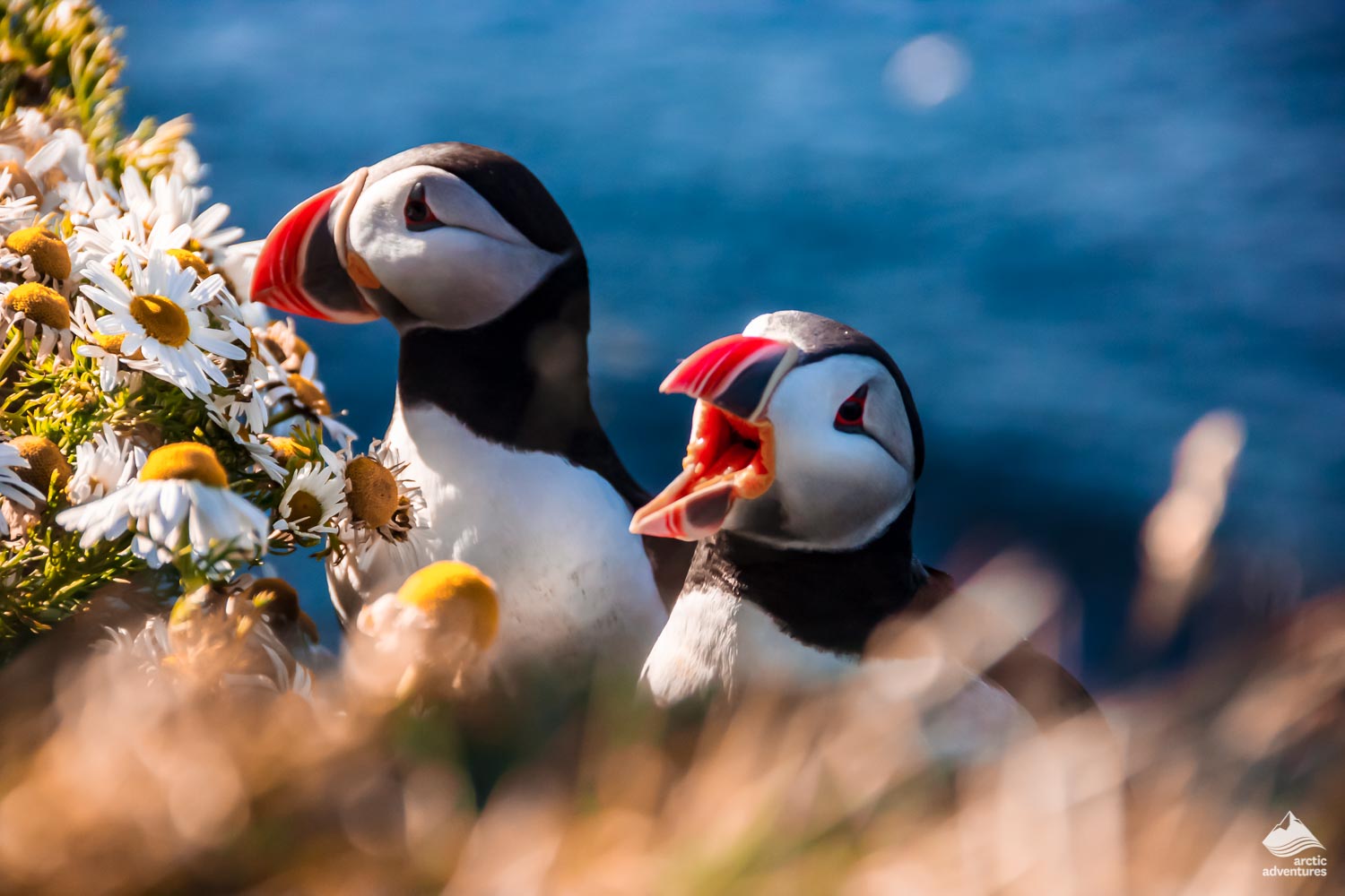 couple of Icelandic Puffins in the summer