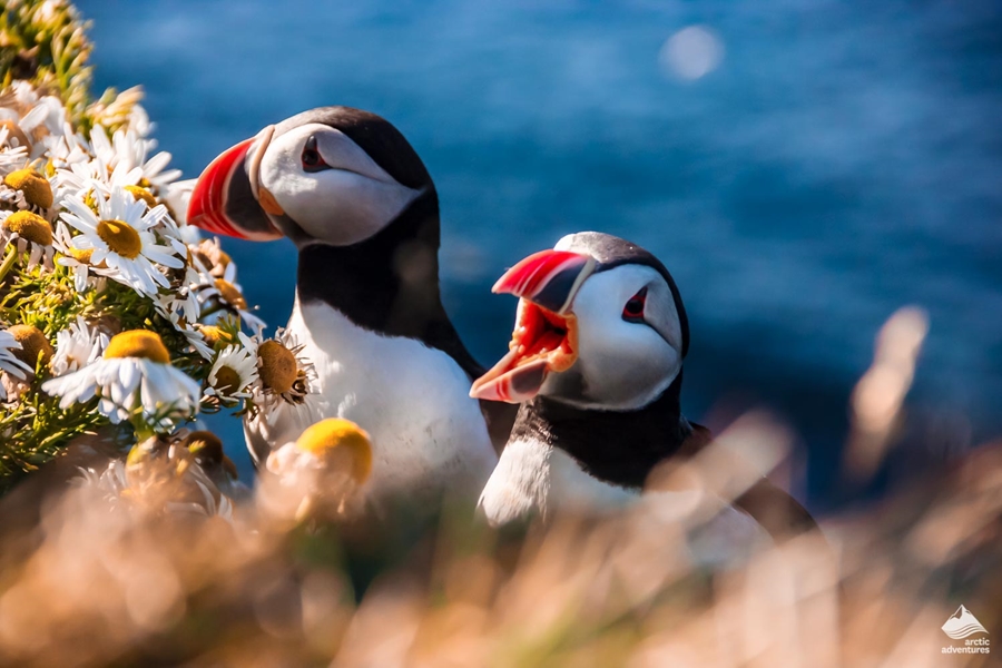 couple of Puffins in Icelandic nature