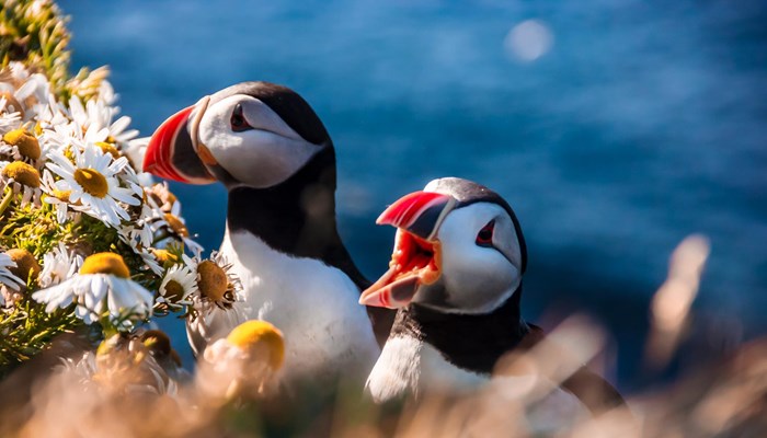 couple of Icelandic Puffins in the summer