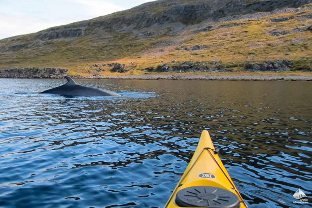 kayaker watching whale in Westfjords Sea