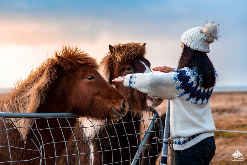 woman and Icelandic horses