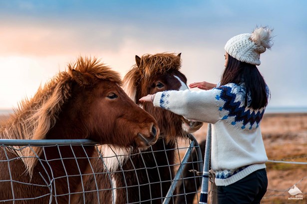 woman petting Icelandic horses