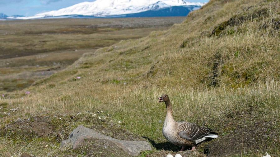 goose and eggs in Iceland