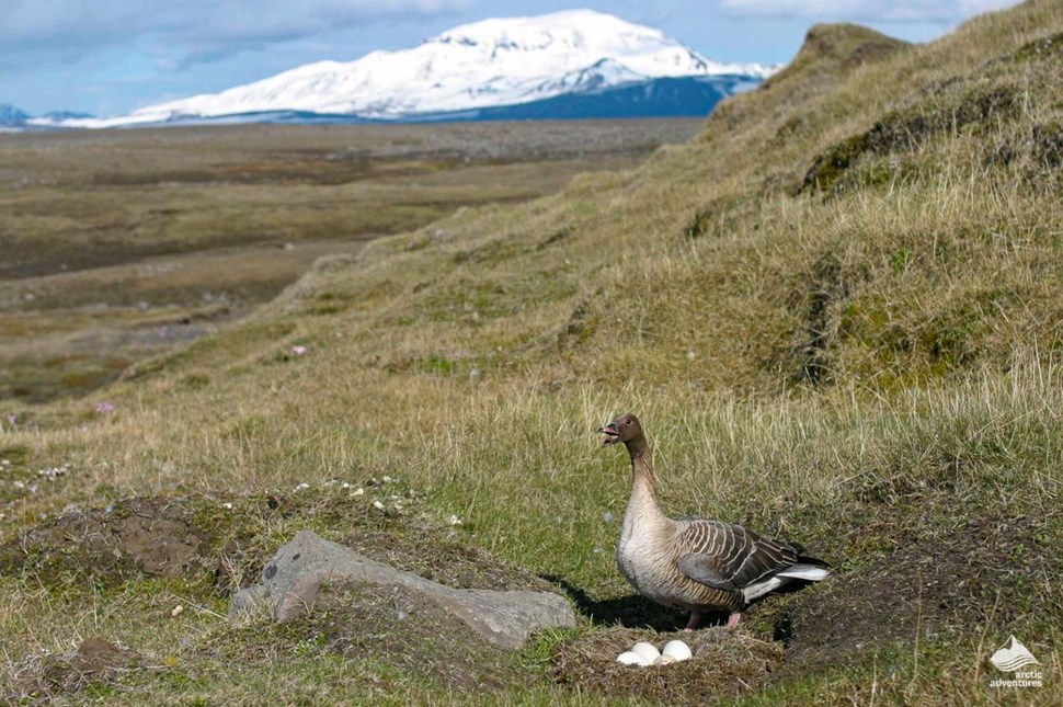pink footed goose and eggs in Iceland