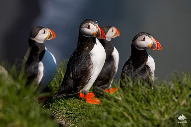 group of Icelandic Puffins