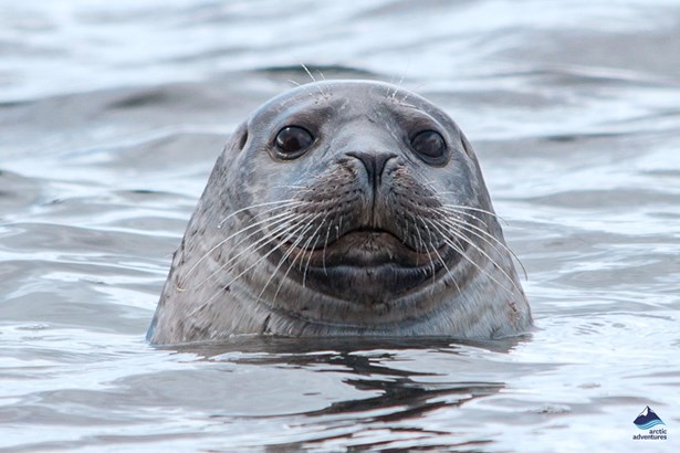 Icelandic seal in the sea