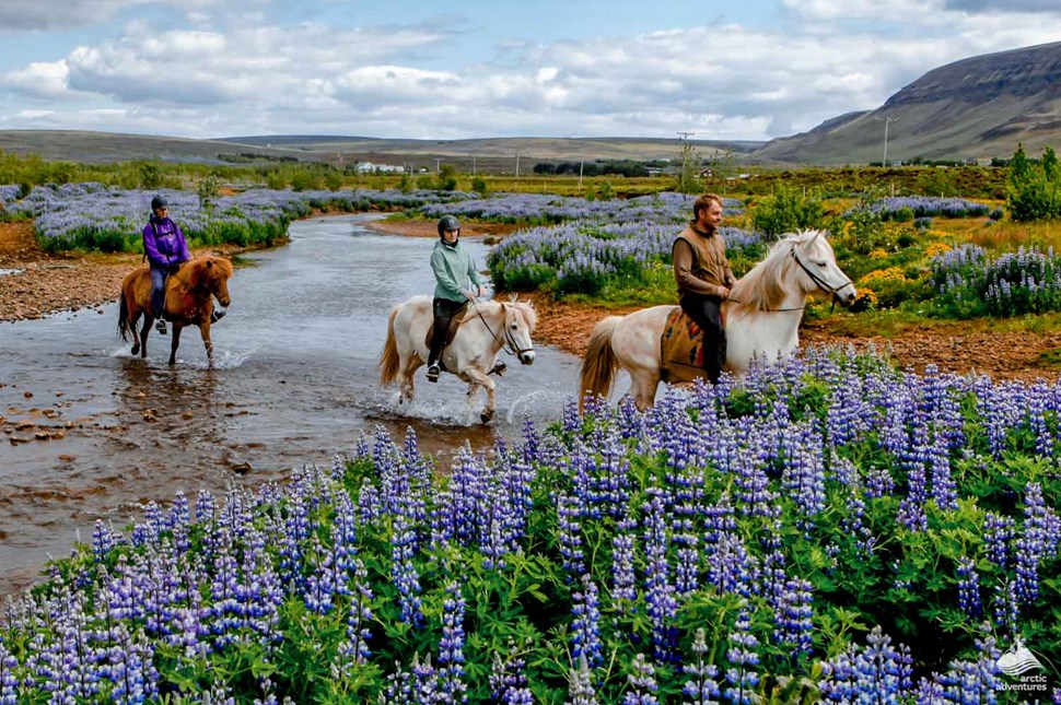 group of people riding Icelandic horses