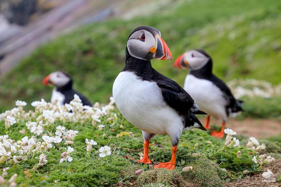 3 Arctic puffins standing on the grassy ground