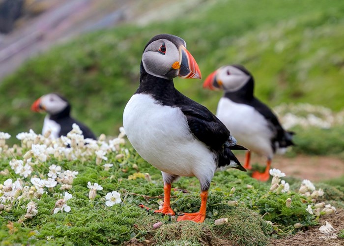 Puffin Tours