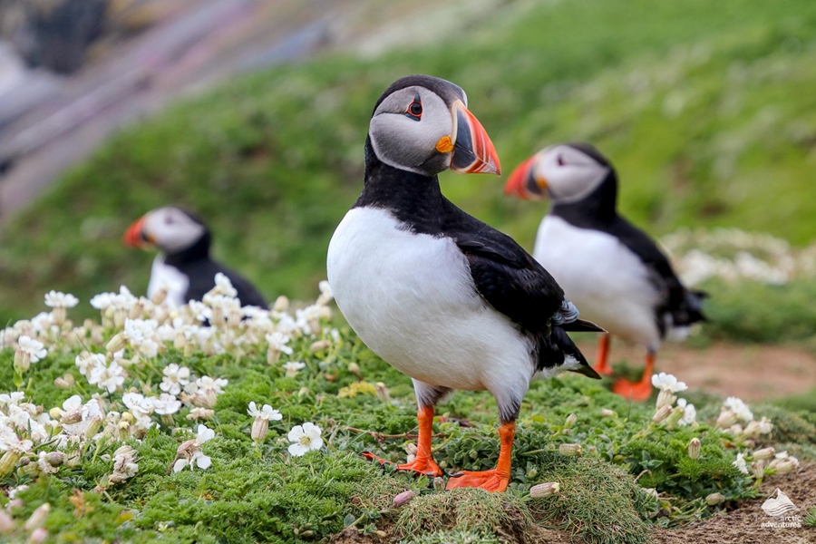 3 Arctic puffins standing on ground