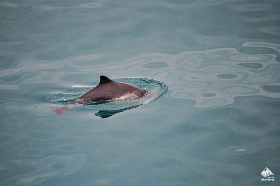 Icelandic wildlife dolphin