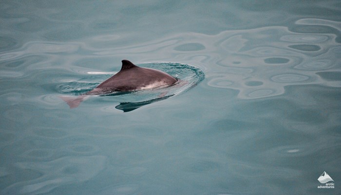 Icelandic wildlife dolphin