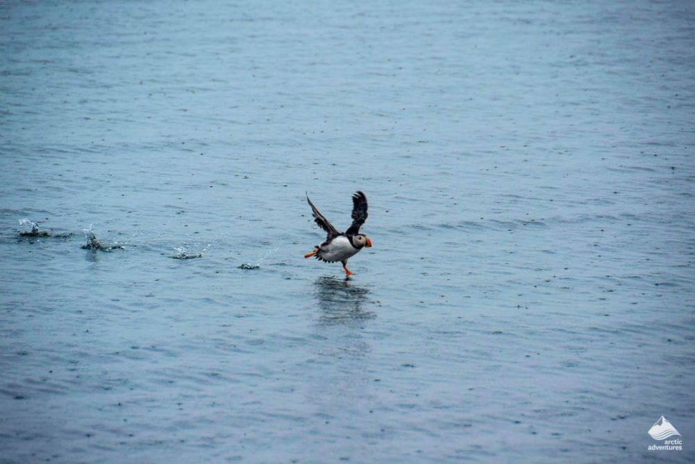 puffin flying above the water