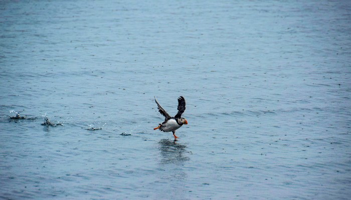 puffin flying above the water in Iceland