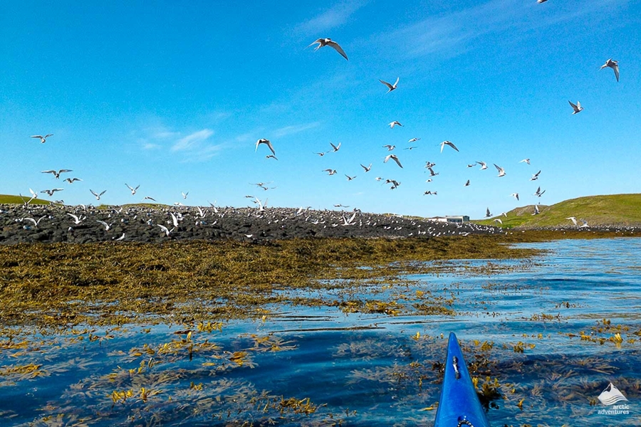 Vigur island full of birds