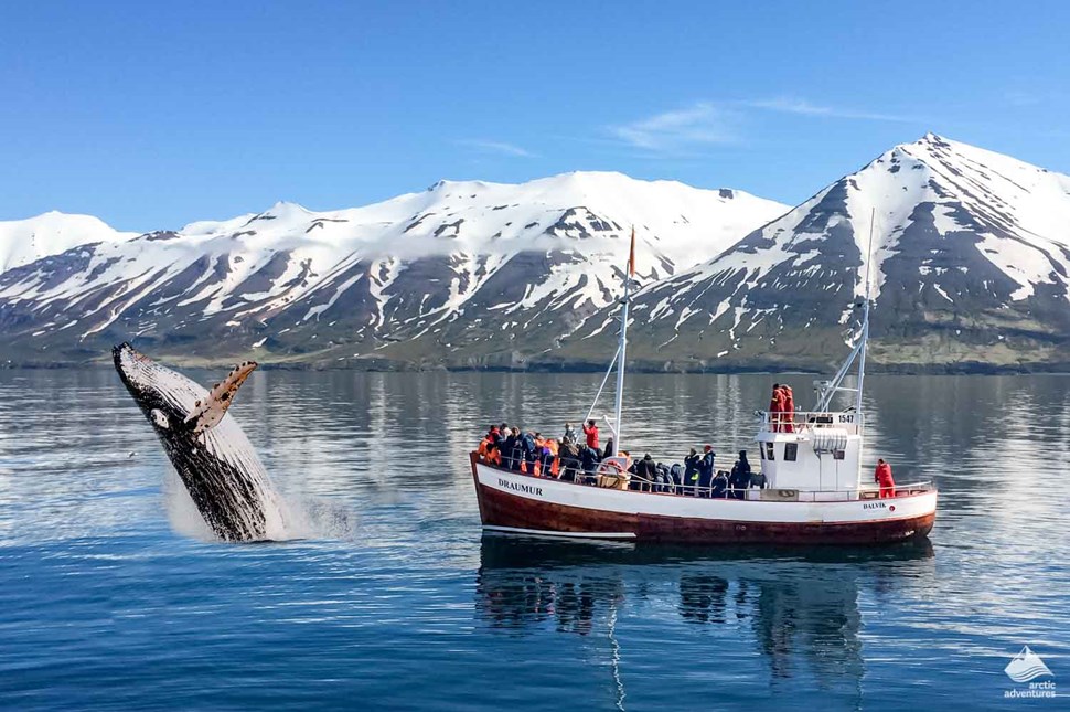 breidafjordur bay whale watching tour
