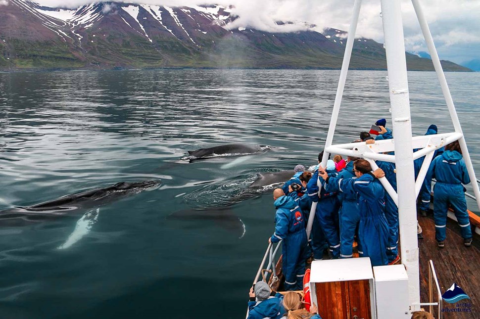 best time to visit iceland whale watching
