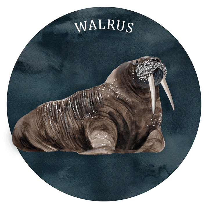 info-walrus