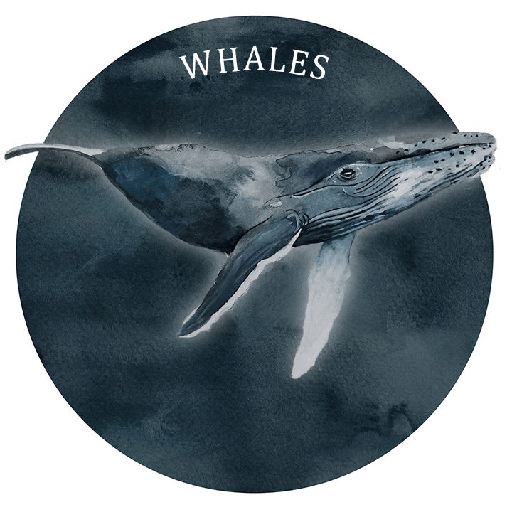 info-whale