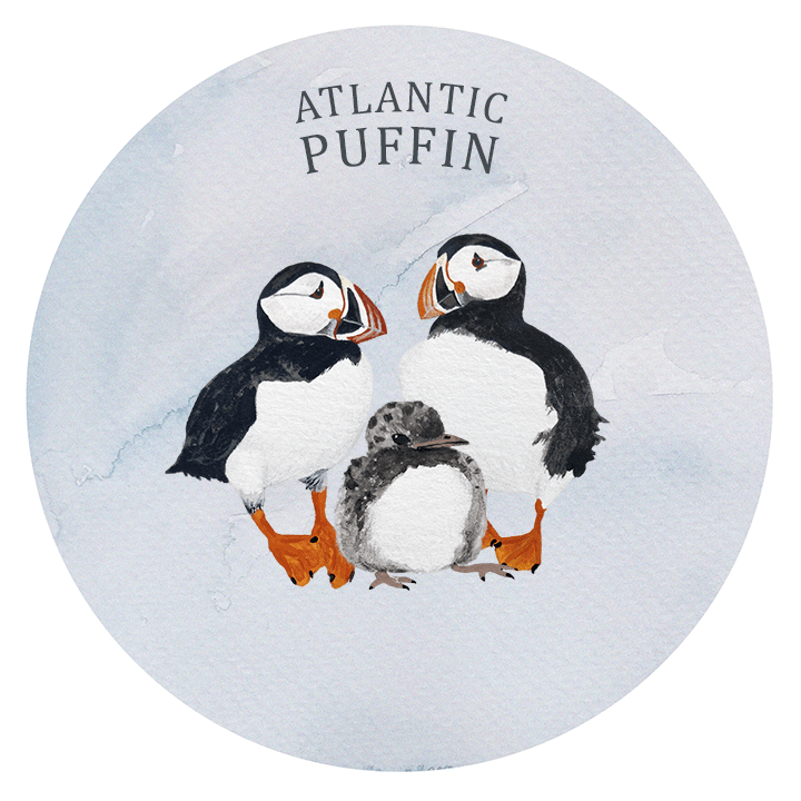 atlantic puffin