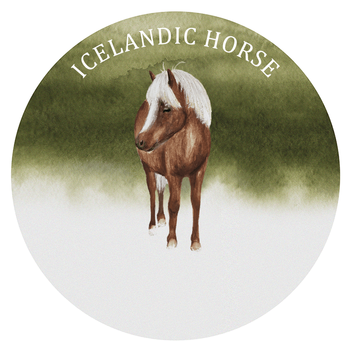 iceland horse